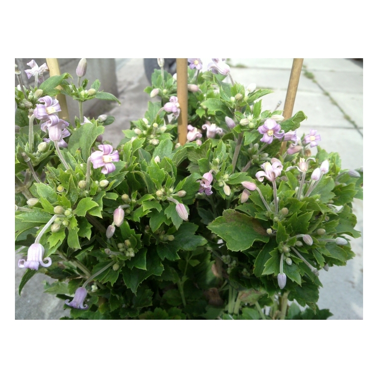 Clematis'Pink Dwarf'