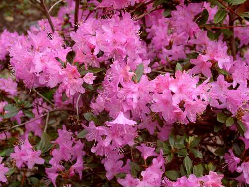 Rhododendron'Pintail' 