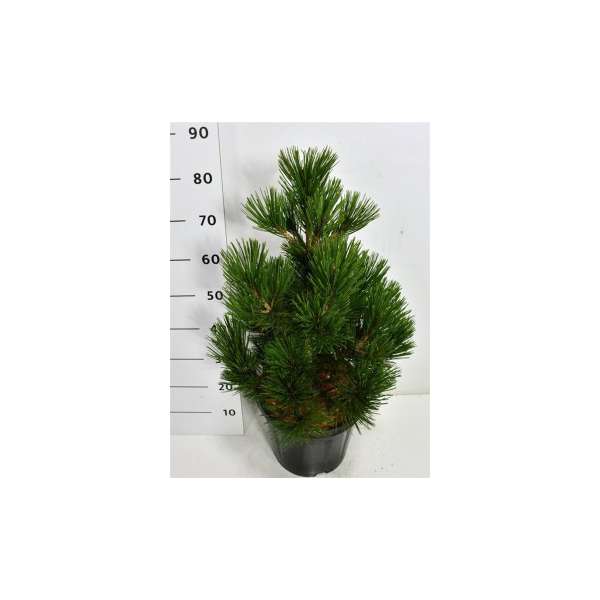 Pinus heldreichii'Malinkii' 