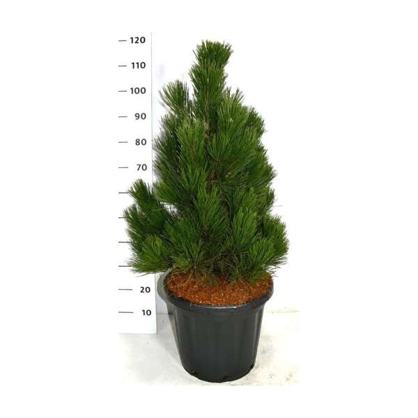 Pinus heldreichii'Little Dracula' 