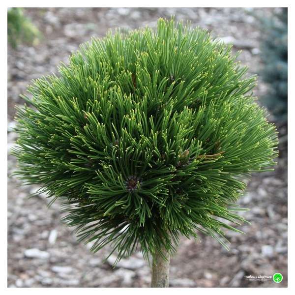 Pinus heldreichii'Smidtii' 
