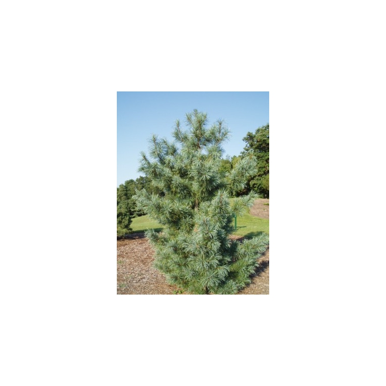 Pinus koraiensis'Silveray' 