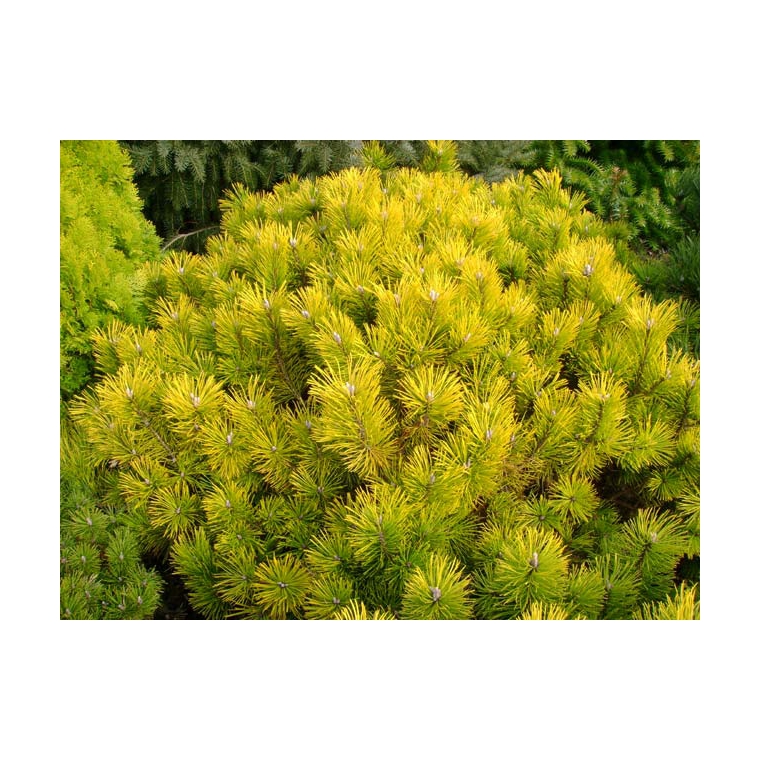 Pinus mugo'Golden Glow' 