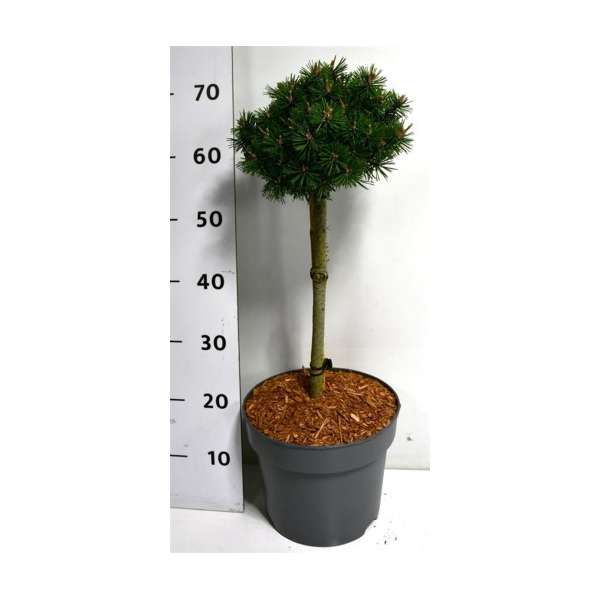 Pinus mugo'Humpy' 