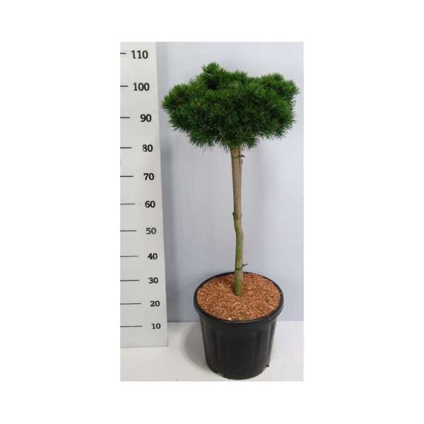 Pinus mugo'Lilliput' 