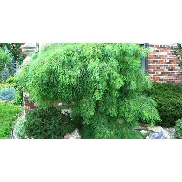 Pinus strobus'Niagara Falls' 