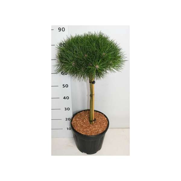Pinus nigra'Bambino' 