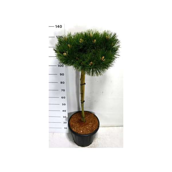Pinus nigra'Keightly Broom' 