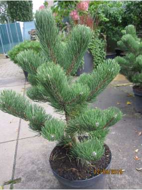 Pinus nigra'Oregon Green' 