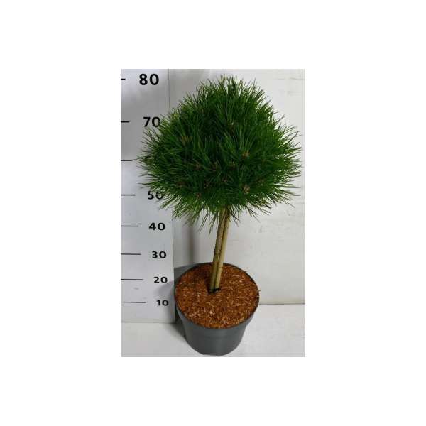 Pinus nigra'Pierrick Bregeon' 