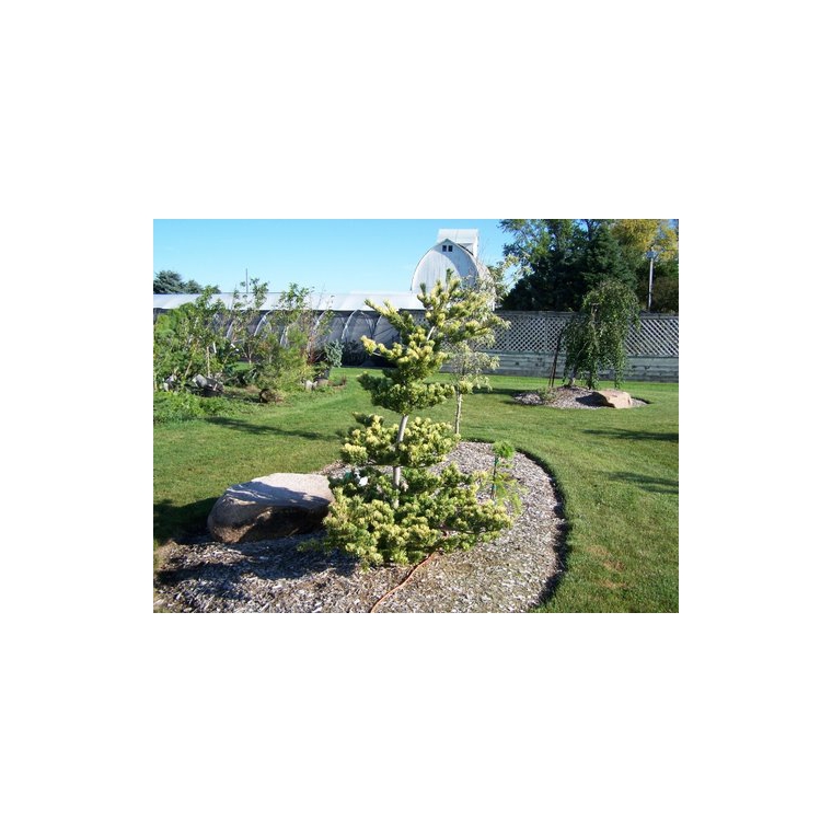 Pinus parviflora'Fukai' 