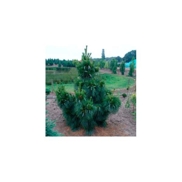 Pinus schwerinii'Wiel's Champion' 