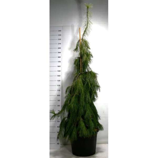 Pinus strobus'Pendula' 