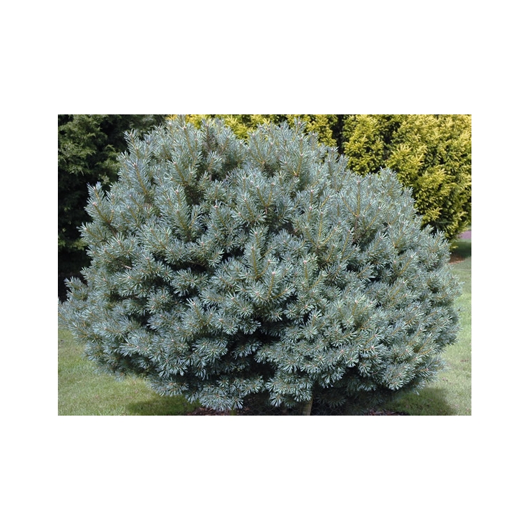 Pinus sylvestris'Beuvronensis' 
