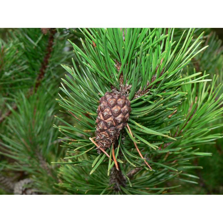Pinus contorta 