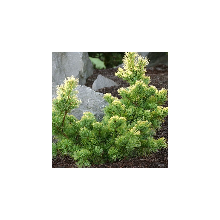 Pinus parviflora'Goldilocks' 