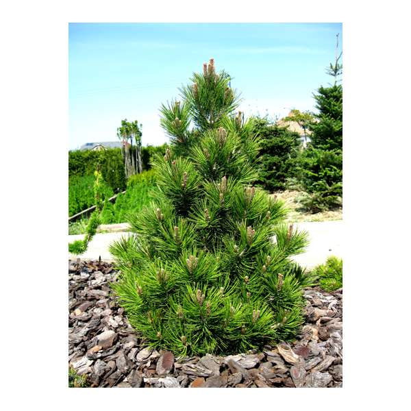 Pinus heldreichii'Malinkii' 