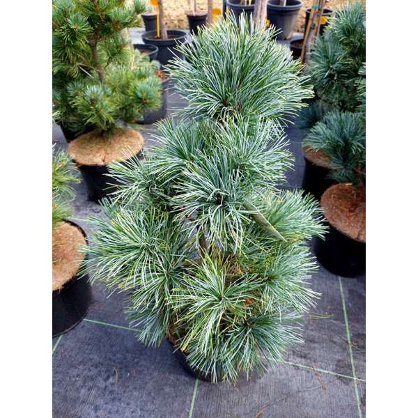 Pinus koraiensis'Silverray' 