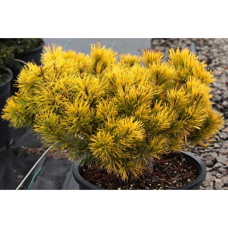 Pinus mugo'Gold Star' 