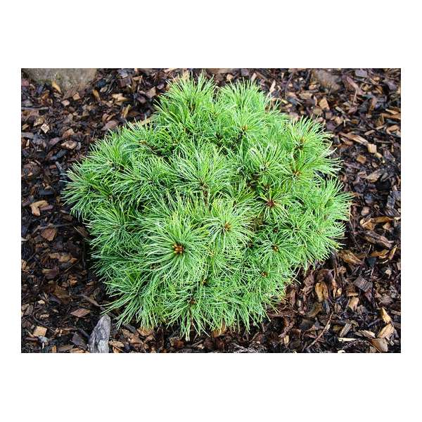 Pinus parviflora'Iona' 