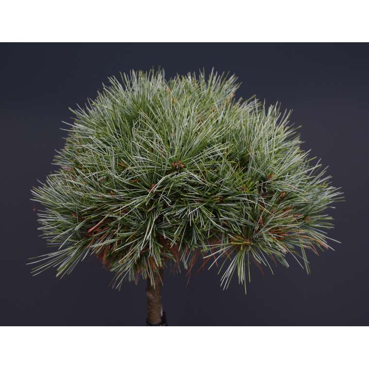 Pinus strobus'Mary Butler' 