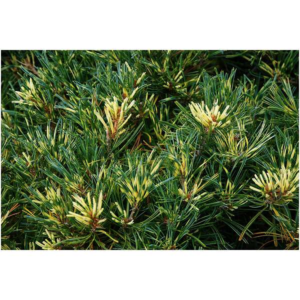 Pinus parviflora'Ogon Janome' 