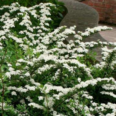 Spiraea nipponica'June Bride' 