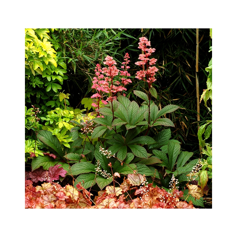 Rodgersia'Bronze Peacock' 