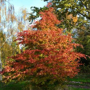Carpinus betulus'Lochglow' 