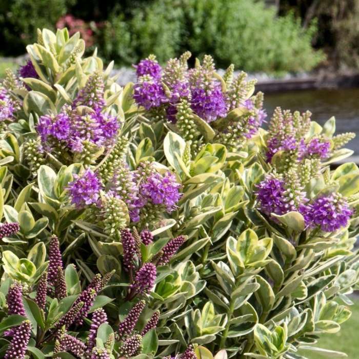 Hebe Addenda'Katrina' 