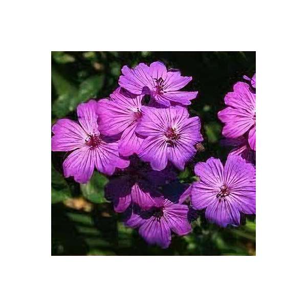 Geranium sanguineum'Bloody Graham'