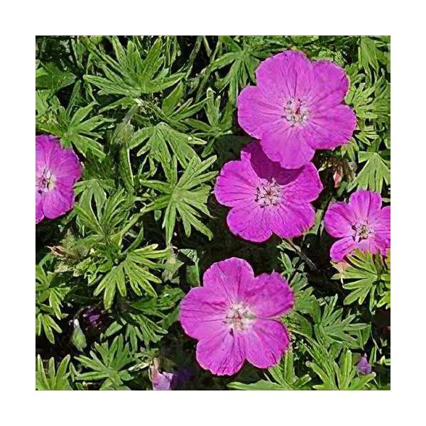 Geranium sanguineum'Aviemore'