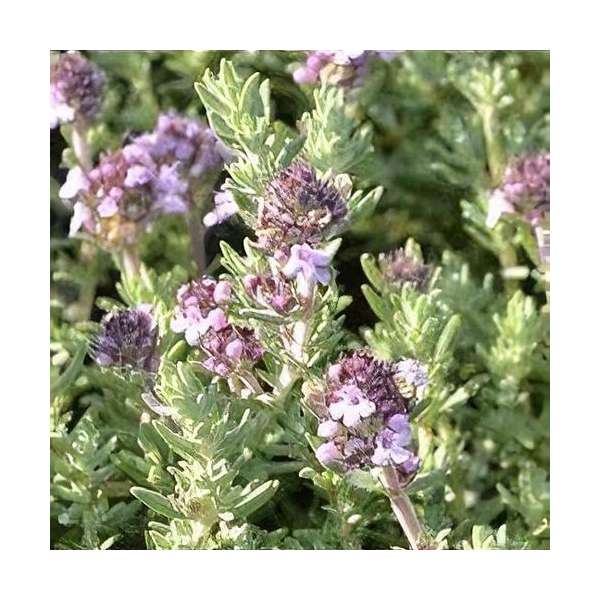 Thymus richardii'Peter Davis'