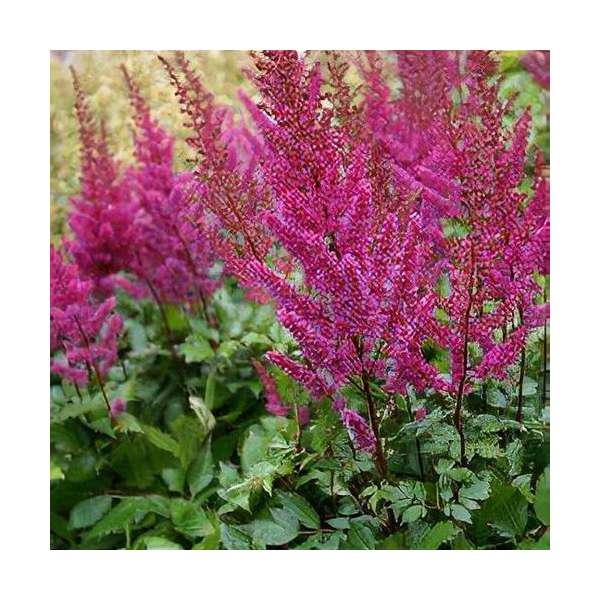 Astilbe chinensis'Maggie Daley'