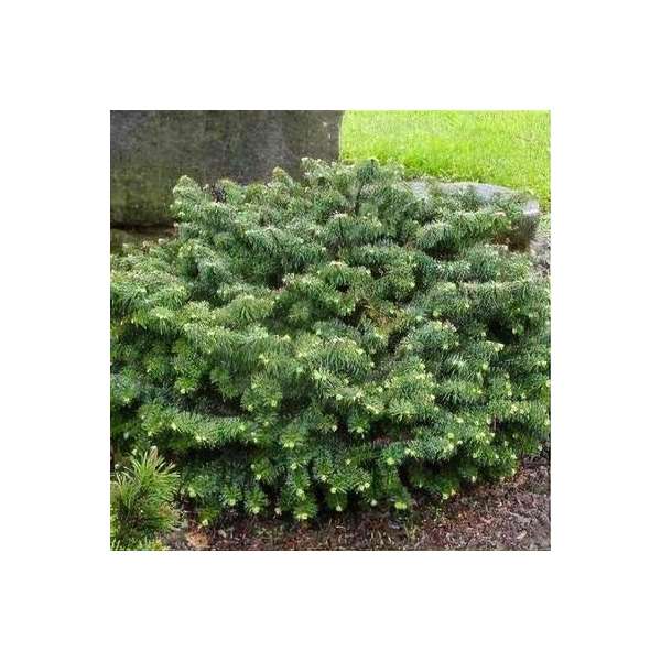 Abies balsamea'Nana' 