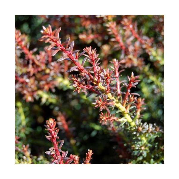 Podocarpus lawrencei'Red Tip' 