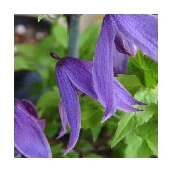 Clematis'Helsingborg' 