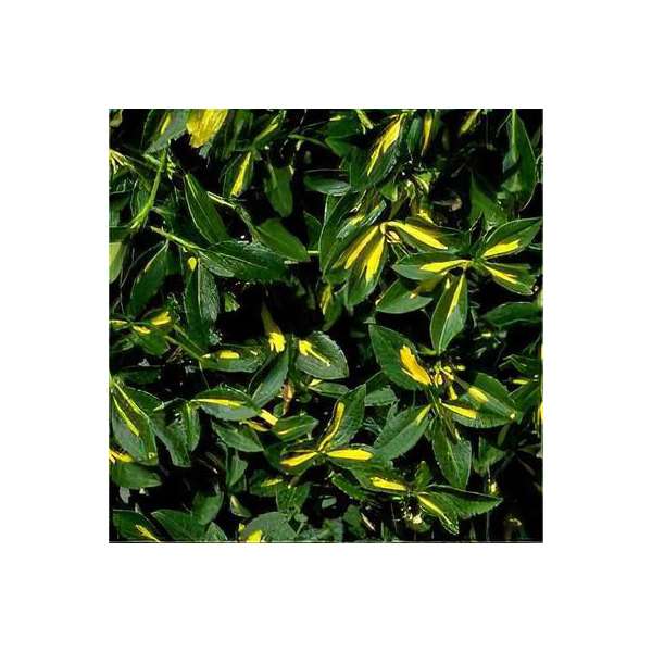 Euonymus fortunei'Tustin' 