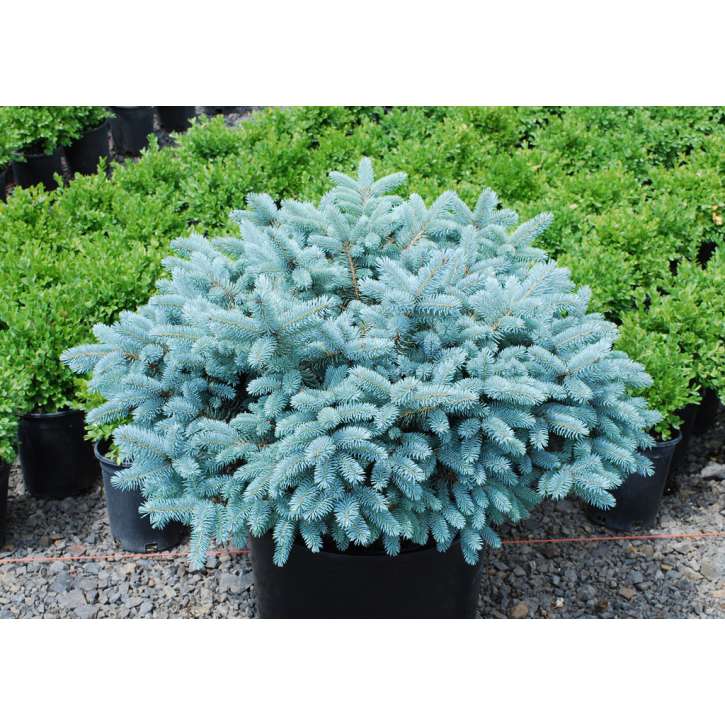 Picea pungens'Glauca Globosa' 