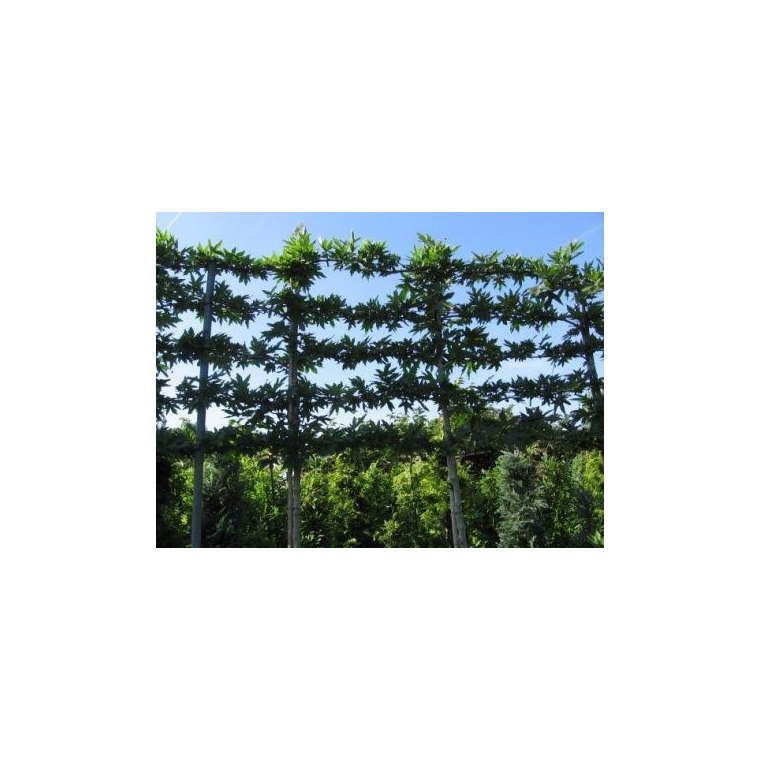 Platanus hispanica leivorm 