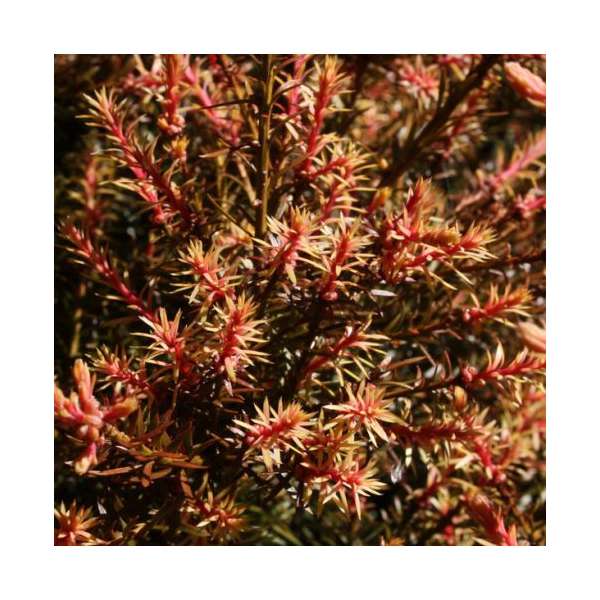 Podocarpus x'Country Park Fire' 