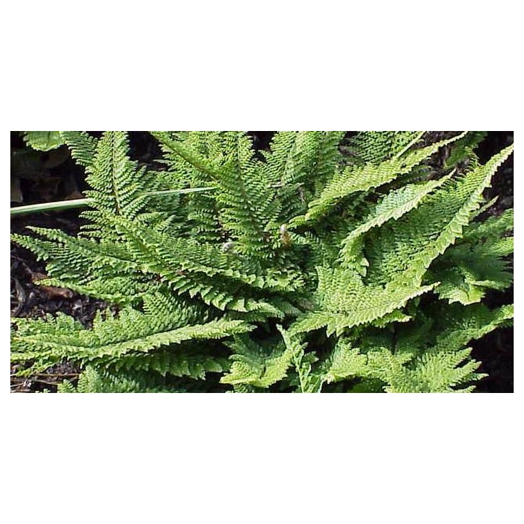 Polystichum setiferum'Herrenhausen'