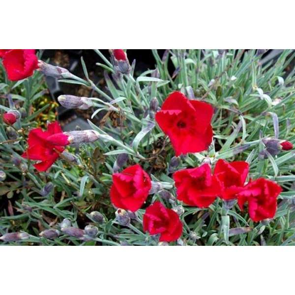 Dianthus gratianopolitanus'Lavaström'