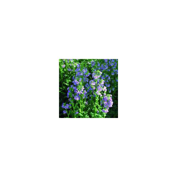 Polemonium caeruleum'Bambino Blue'