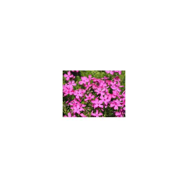 Phlox subulata'MacDaniel's Cushion'