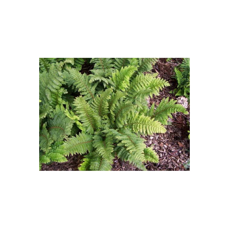 Polystichum setiferum'Dahlem'