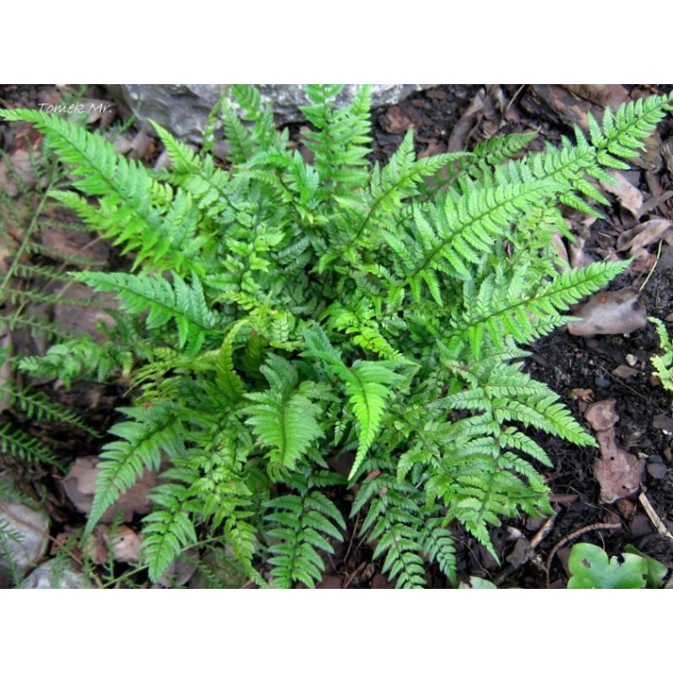 Polystichum tsussimense'