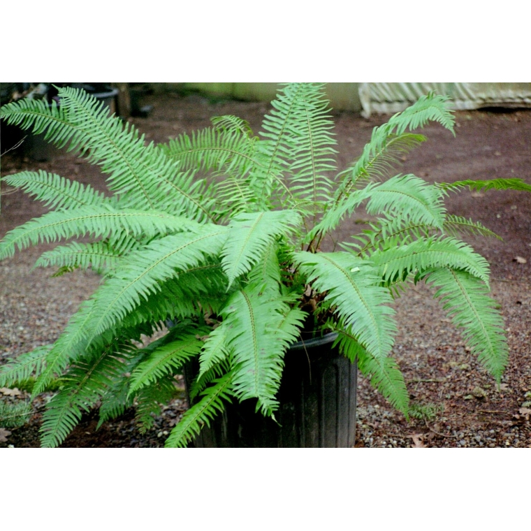 Polystichum munitum