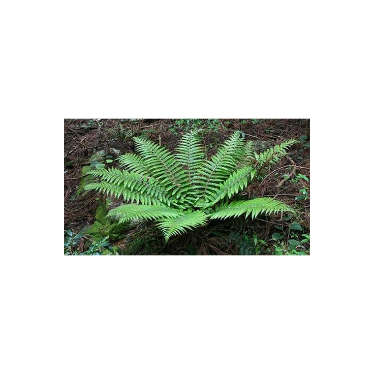 Polystichum polyblepharum