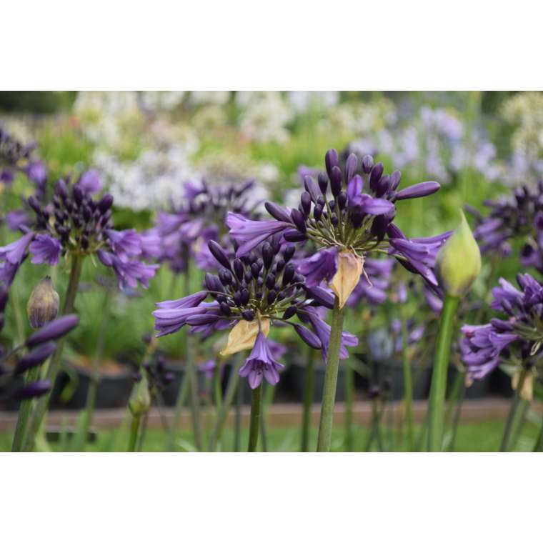 Agapanthus'Poppin Purple' 